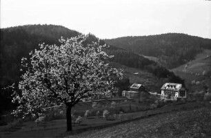 Glotterbad: Sanatorium mit blühendem Baum im Vordergrund