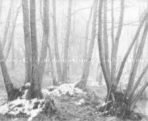 Kahle Bäume und Schnee in einem Waldstück