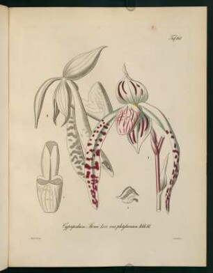 161r-161v, Cypripedium Stonei Low