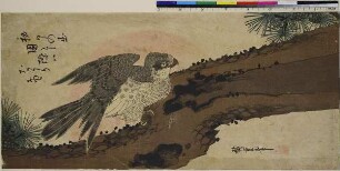 Blumen- und Vogelbilder: Falke, Kiefer und Sonnenaufgang