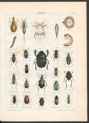 Tafel 29. Insectes.