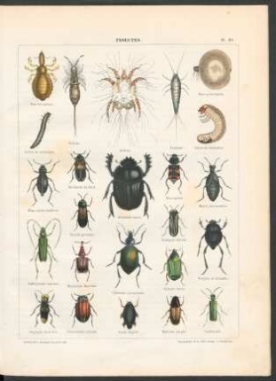 Tafel 29. Insectes.