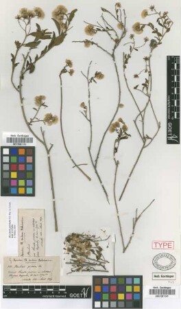 Baccharis pulchella Sch.Bip. ex Griseb. [lectotype]