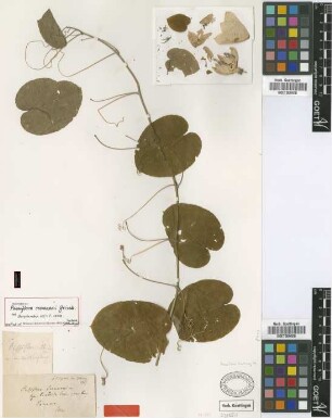 Passiflora seemannii Griseb. [holotype]