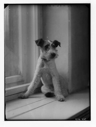 Terrier auf einem Fensterbrett