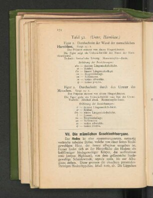 VII. Die männlichen Geschlechtsorgane.