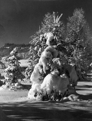 Winterbilder. Verschneite Nadelbäume