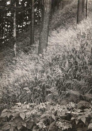 Bergwald mit Fuchsschem Greiskraut (Senecio ovatus), auch Fuchs-Greiskraut oder Kahles Hain-Greiskraut und Rohr-Reitgras (Reitgräser (Calamagrostis))