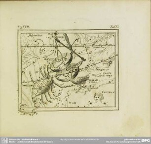 Fig. XVII