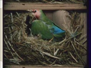 Parental Care in Rosy-faced Lovebirds (Agapornis roseicollis)