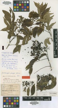 Zanthoxylum pringlei S.Watson [isotype]
