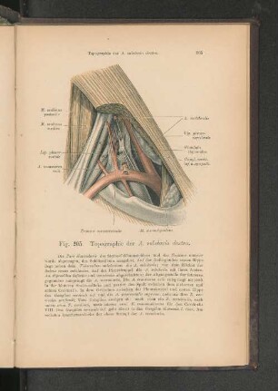 Fig. 205. Topographie der A. subclavia dextra.