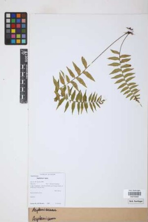 Asplenium spec.