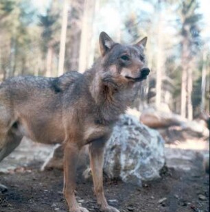Nationalpark Bayerischer Wald. Wolf im Gehege