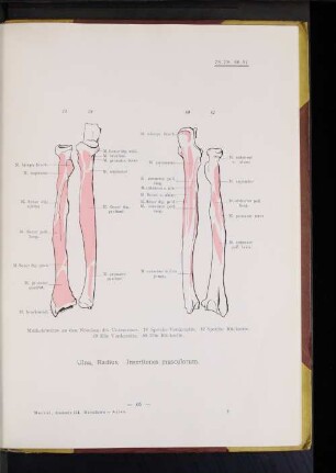 Ulna, Radius.