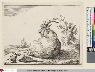[Un bouc couché, vu par le dos; Liegender Ziegenbock in Rückenansicht]