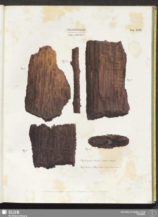 Tab. XVII. Coniferae. Ligna petrefacta
