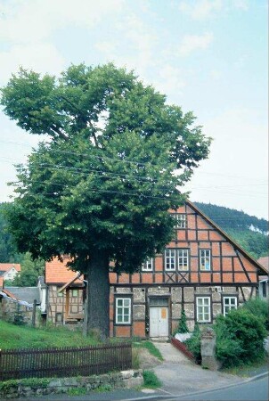 Gehöft in der Hauptstraße 25 mit großer Linde