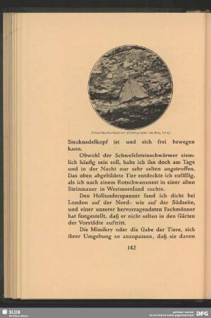 Schwefelsteinschwärmer, Opistograptis Iuteolata, Linn.