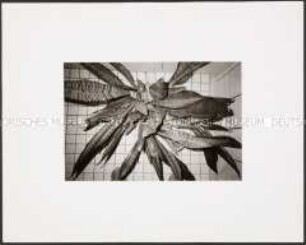 Zimmerpflanze Sansevieria von oben gesehen (Altersgruppe 18-21)