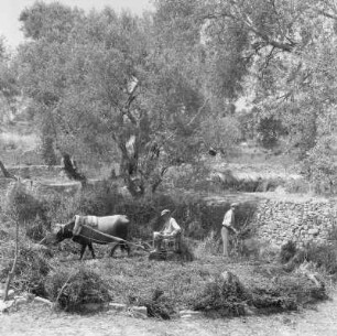 Lesbos, Insel in der nördlichen Ägäis, unter den Ölbäumen
