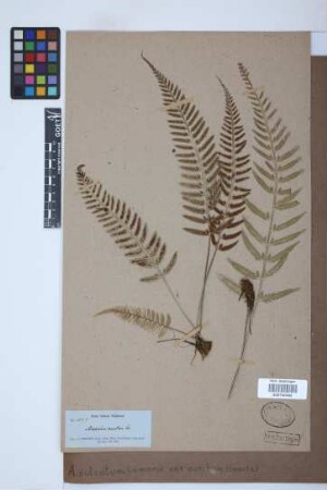Asplenium sulcatum var. auritum (Sw.) Bonap.