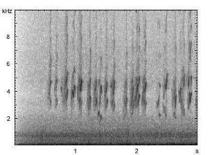 Rauchschwalbe | Hirundo rustica - Gesang