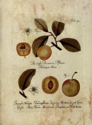 Tab. 193. Fig. 1. Die weisse Duranzen-Pflaume [...] Fig. 2. Fig. Die grosse Königin Claudiapflaume, die grüne Abrikose, die gute Grüne Grosse Reine-Claude [...]