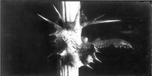 Kohl-Gänsedistel (Sonchus oleraceus), Blattbasis