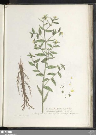 Le Gremil ou Herbe aux Perles