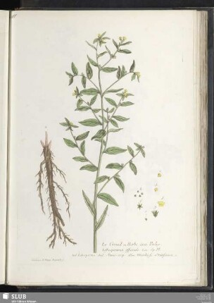 Le Gremil ou Herbe aux Perles