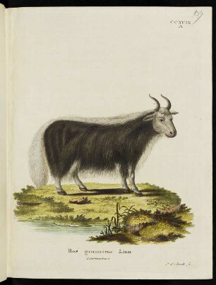 CCXCIX A. Bos grunniens Linn cornutus