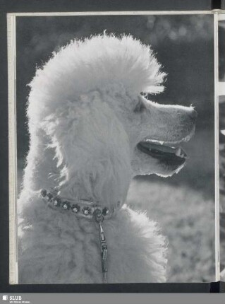 Unser Pudel