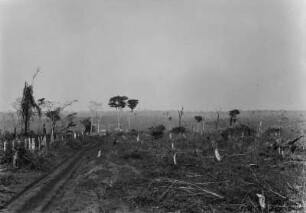 Rodung : Gerodeter Wald der Fazenda de Sapé.