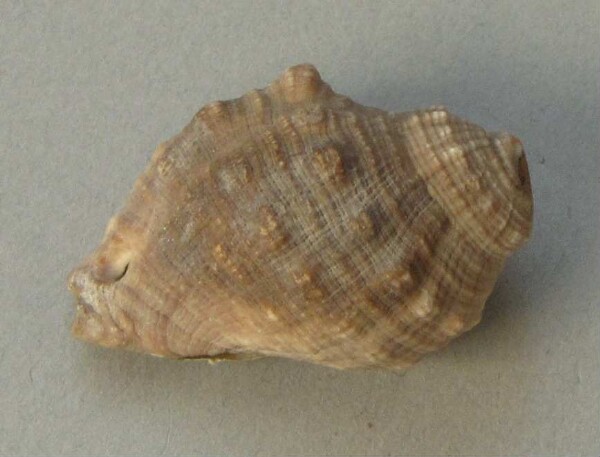 Shell as a pendant