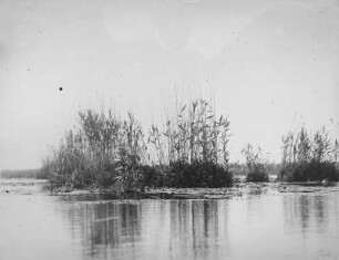 Schwimmende Inseln : Rumänien, Dobrudscha, Donaudelta, schwimmende Inseln in der Balta.