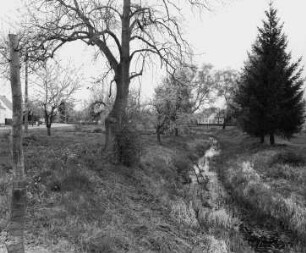 Neulewin