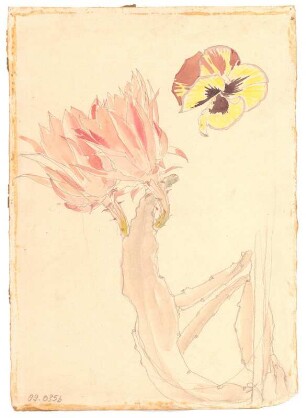 Blütenstudien : Blüten eines Kaktus und eine Stiefmütterchenblüte