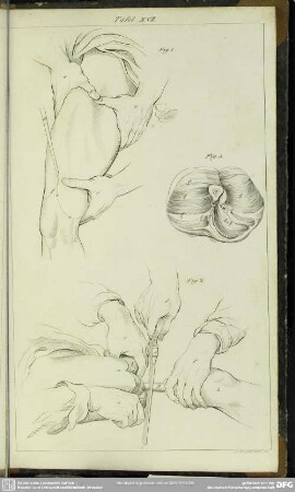 Tafel XVII