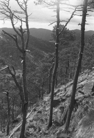 Aufstieg zum zweiten Gipfel des Ajusco (Lateinamerika-Aufenthalte 1934/1942 – 5. Mexiko 1937)
