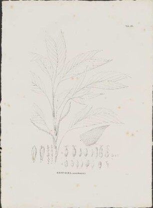 Tab. 18. Geonoma arundinacea