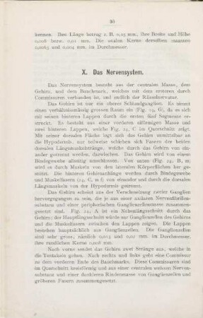 X. Das Nervensystem.
