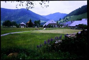 Menzenschwand: über Wiese zum Hinterdorf, Vordergrund Lupinen