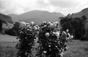 Untermünstertal: Ausblick vom Gasthaus zum Löwen zum Belchen; Vordergrund Blumenstrauch