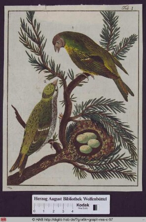 Vogel-Männchen und Vogel-Weibchen am Nest.