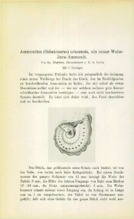 Ammonites (Ochetoceras) uracensis, ein neuer Weiss-Jura-Ammonit