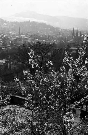 Freiburg i. Br.: Blick vom Schlossberg auf Wiehre und Schönberg, Vordergrund Blüten