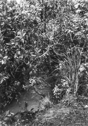 Bach : Kleiner Bach und dichte Vegetation.