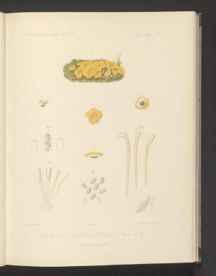 Peziza Luteo-Nitens