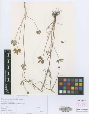 Ranunculus noricus E. H&ouml;randl & W. Gutermann[paratype]